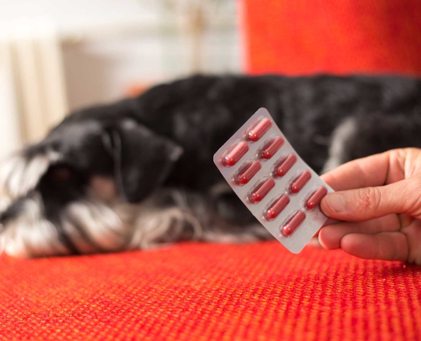 Person holding blister package in front of dog